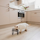 District 70 Voerbakstandaard Butler Enkel Zwart