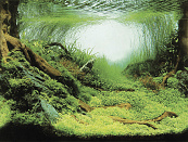 SuperFish Deco poster C
