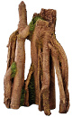 Aqua D'ella jungle <br>wood 1