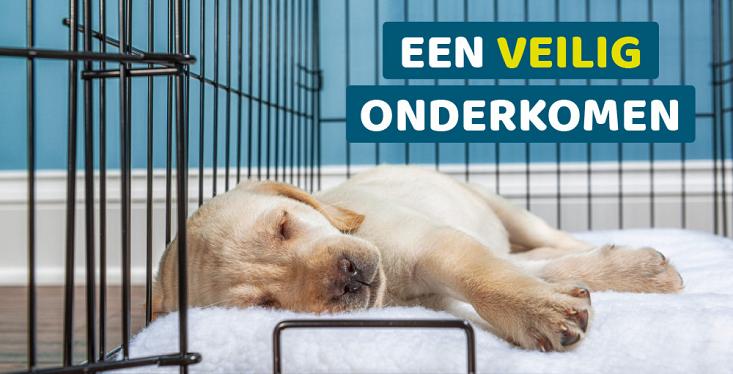 De juiste bench voor jouw hond