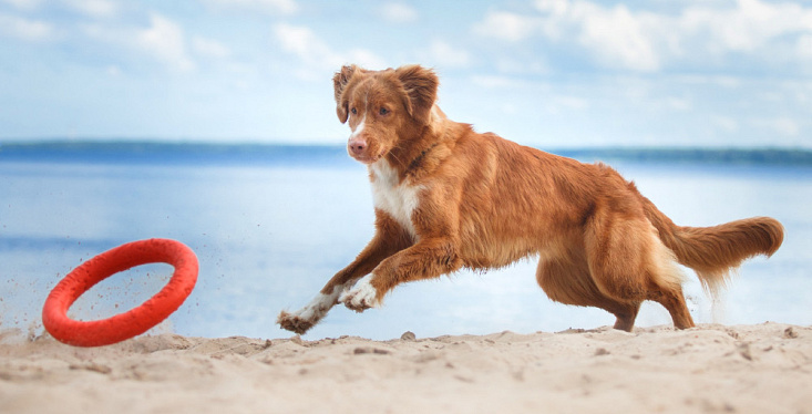 Een summerbody voor je huisdier