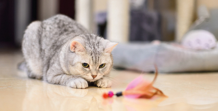 Heb jij een binnenkat?