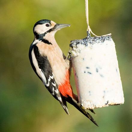 Vogelbescherming Nederland Pindacake met Zaden