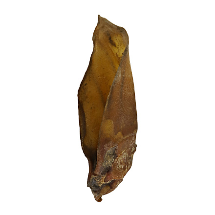 Runderoren met Oorschelp 25 st