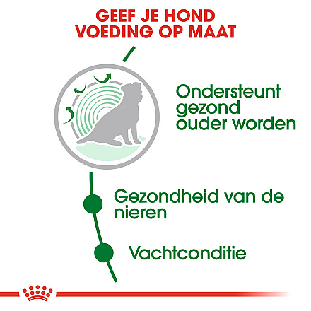 Royal Canin Hondenvoer Mini Ageing 12+ 800 Gr