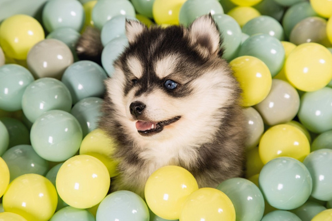 Beeztees Puppy speelballen voor ballenbad 200 st