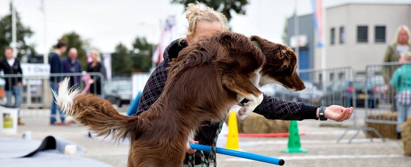 Pets Academy leerzame activiteiten