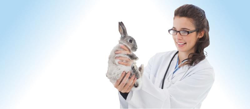 Uw konijn laten inenten